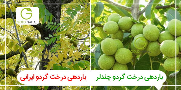 تفاوت باردهی گردو چندلر با درخت گردو قدیمی ایرانی را مشاهده می نمایید .