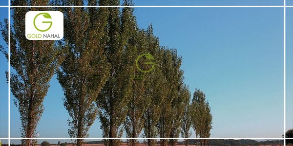 میزان تولید درخت تبریزی در هکتار