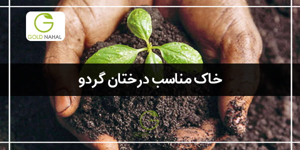 خاک مناسب برای کاشت گردو در گلدان و باغچه