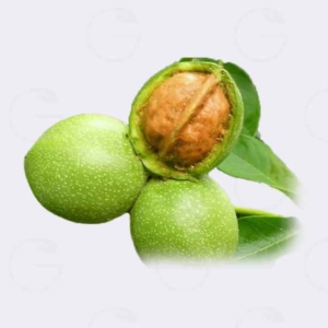 خرید نهال گردو ایتاکا یونانی ؛ یکی از گردوهای تجاری که تازه وارد کشور شده است.