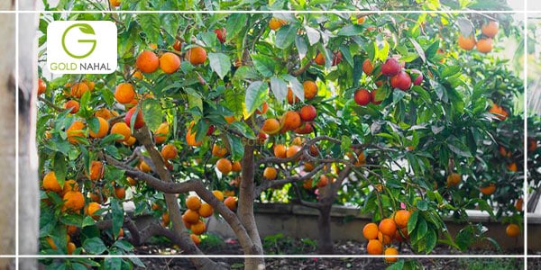 میزان باردهی درخت پرتقال خونی