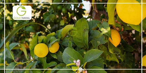 میزان محصول آوری درخت لیمو ترش