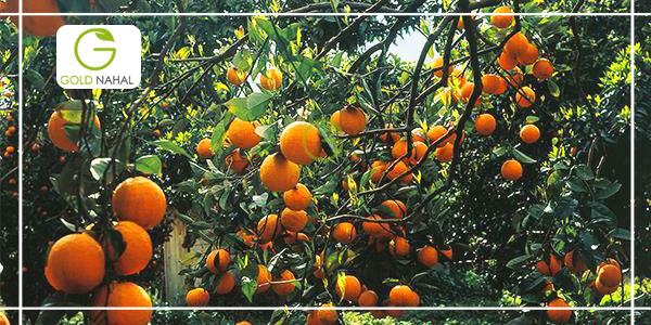 هرس درختان پرتقال خونی