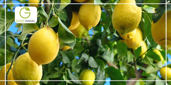 نقش کوددهی در افزایش محصول درخت لیمو ترش