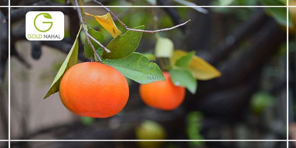 بهترین درخت نارنگی با رقم ژاپنی