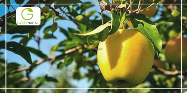 رقم سیب زرد لبنان بهترین درخت