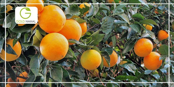 مرکبات مهم درخت پرتقال
