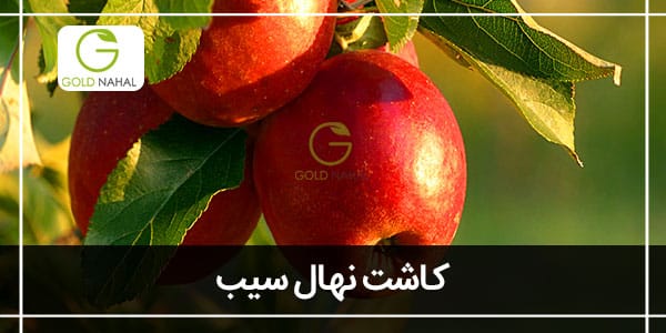 کاشت نهال سیب (برسی حرفه ای پرورش و کاشت درخت سیب)