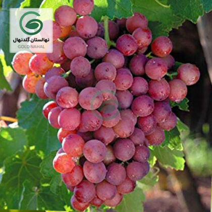 نهال انگور فلیم سیدلس