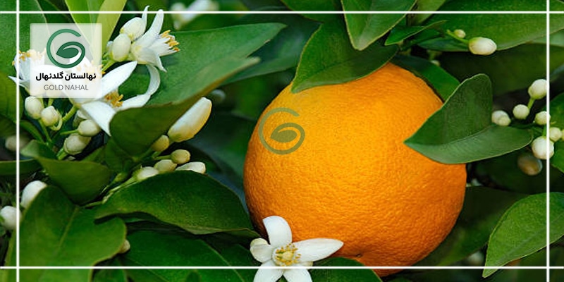 ویژگی های درخت پرتقال
