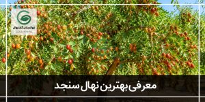 بهترین نهال سنجد