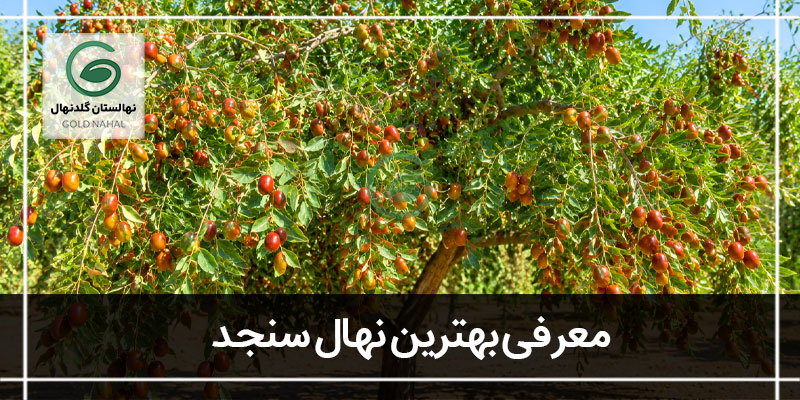 سنجد