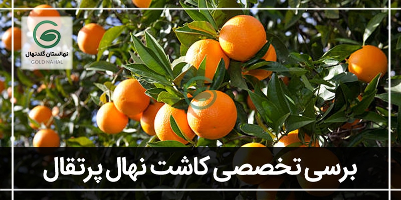 کاشت درخت پرتقال(نکات طلایی جهت نگهداری از درخت پرتقال)