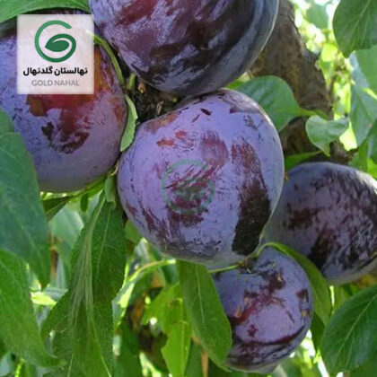 نهال آلو کالیفرنیا شابلون