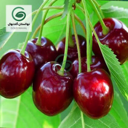 نهال گیلاس تکدانه سیاه