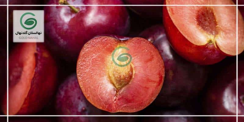 برای جلوگیری از آسیب به میوه‌ها در چند نوبت سم‌پاشی انجام دهید.