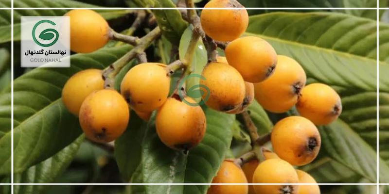 محصول درخت ازگیل