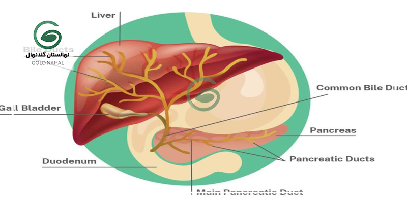 سم زدایی بدن با ازگیل