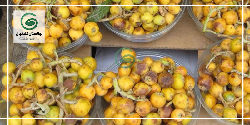 مواد تشکیل دهنده ازگیل