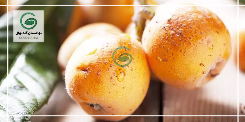 حذف چربی های کبدی با ازگیل