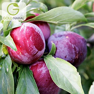 نهال الو سانتروزا
