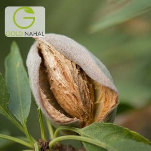 بادام