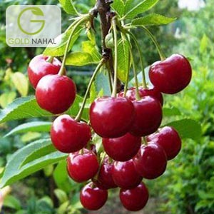 نهال آلبالو گیسی