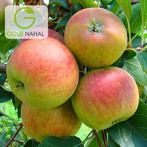 سیب گلاب