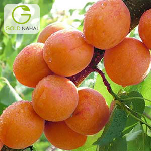 زردالو جهانگیری