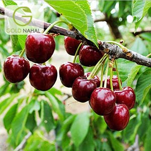 البالو گوشواره ای