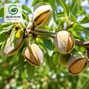 بادام