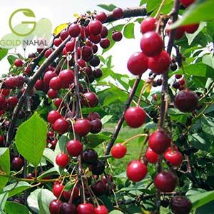 البالو خوشه ای
