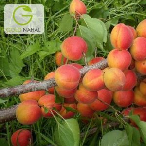زردالو شاهرودی
