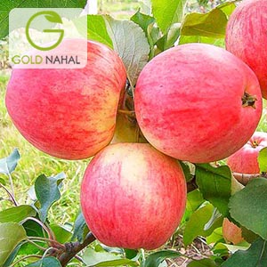 نهال سیب