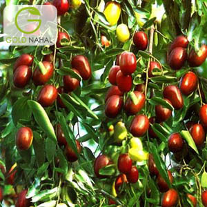 عناب