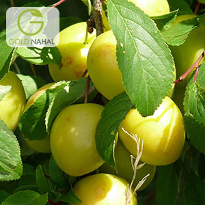 الو قطره طلا