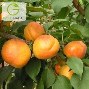 قیسی