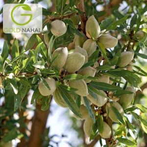 بادام نان پریل