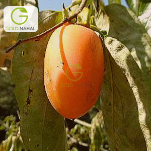 نهال خرمالو موزی