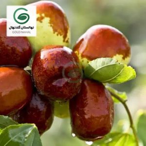 نهال عناب