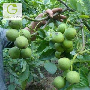 نهال گردو ضیاء آباد