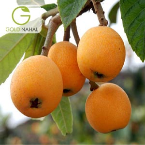 ازگیل