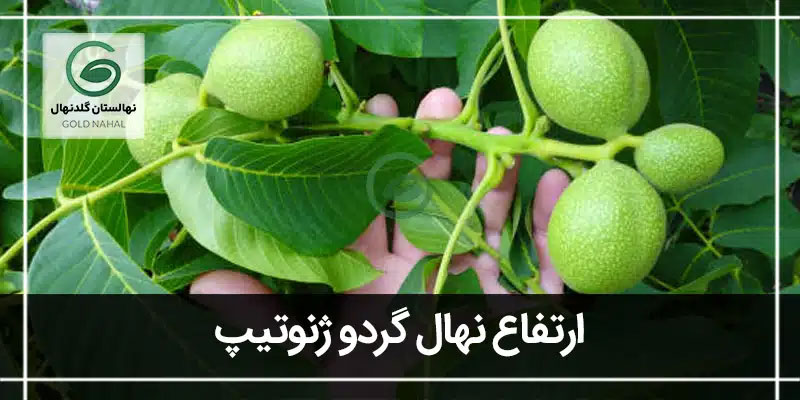 ارتفاع ژنوتیپ
