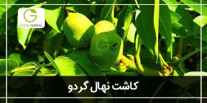 کاشت نهال گردو (آموزش صفر تا صد کاشت درخت گردو)