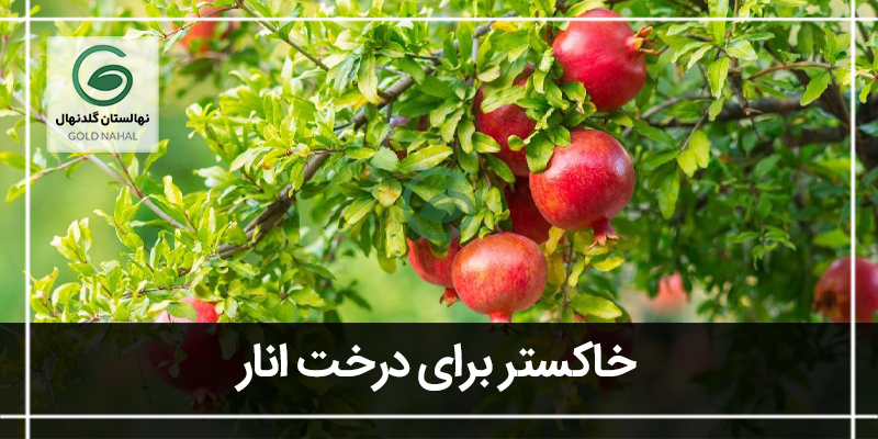 درخت انار