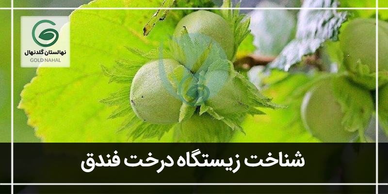 فندق
