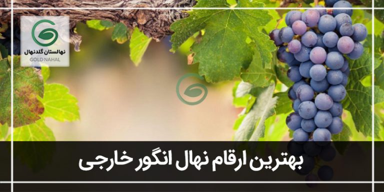 انگور