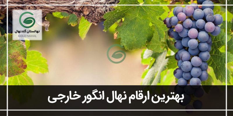 انگور