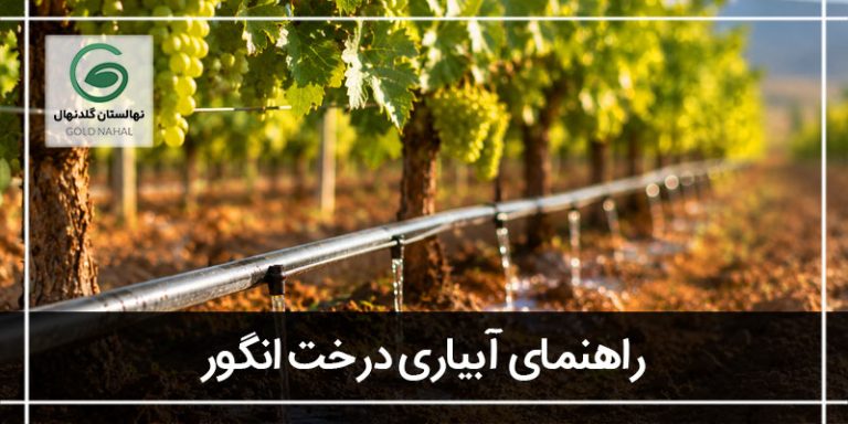 آبیاری درخت انگور