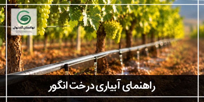 آبیاری درخت انگور